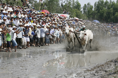 Ấn tượng với  lễ hội đua bò ở Indonesia