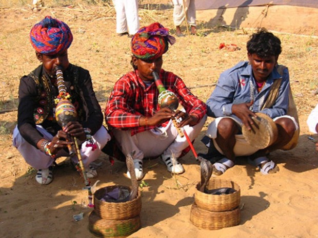 Lễ hội chợ phiên lạc đà cực độc lạ ở Ấn Độ